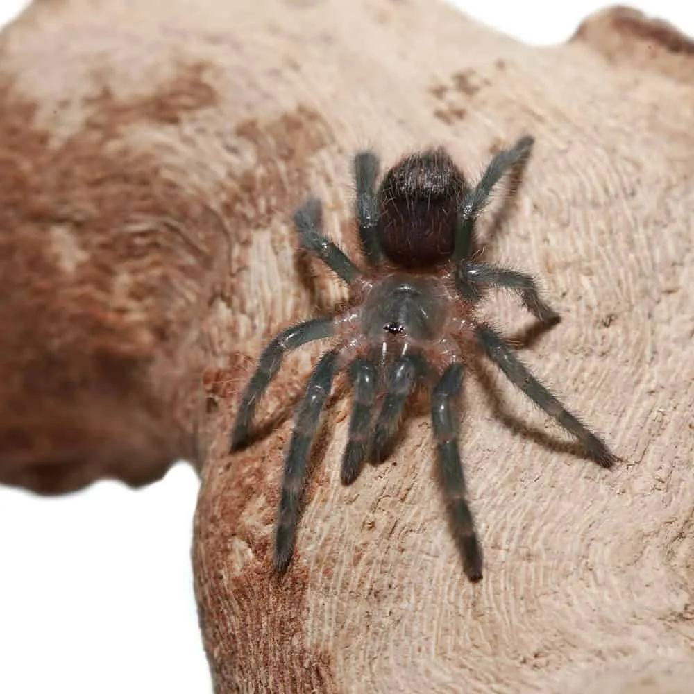 19901 mexican red rump tarantula size