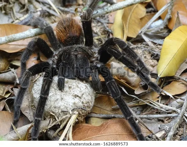 19903 tarantula cocoon eggs