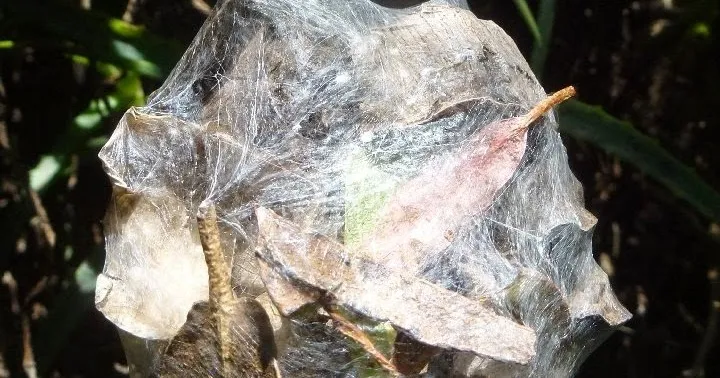 19903 tarantula cocoon image 2