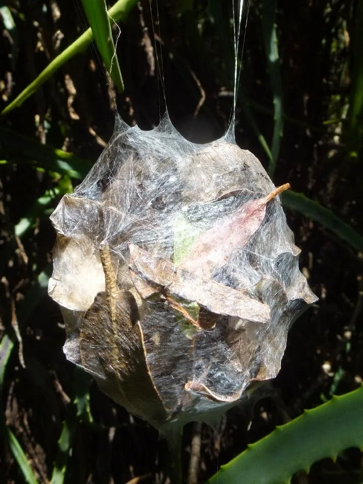 19903 tarantula cocoon image 3