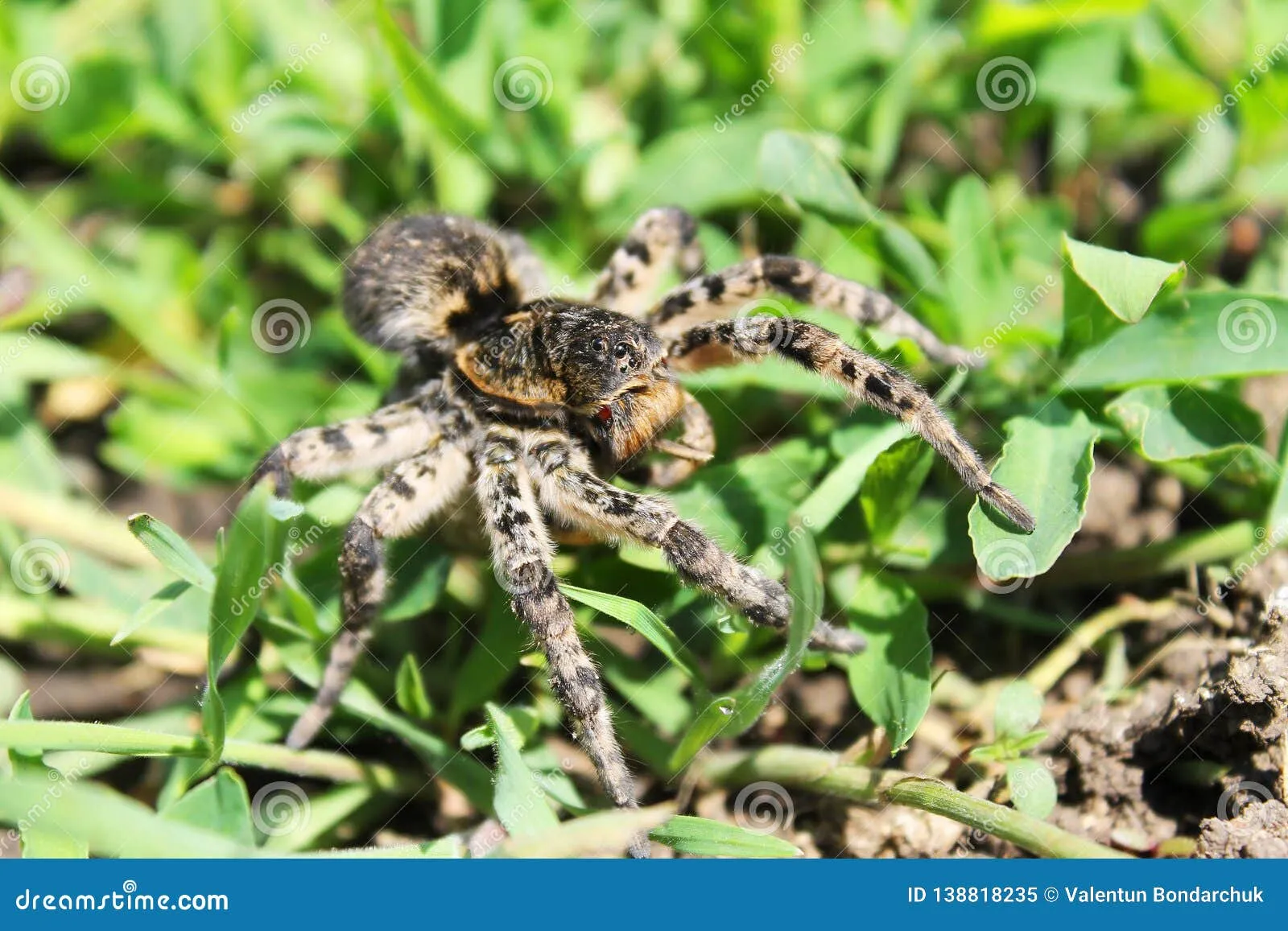 19903 tarantula cocoon image 5