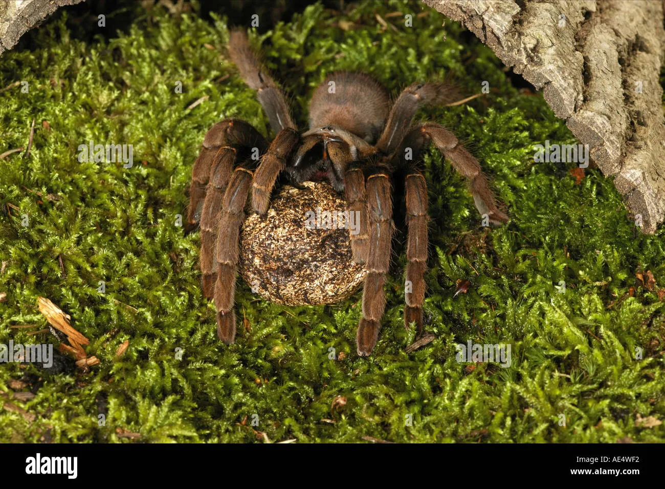 /img/19903-tarantula-spiderling.webp