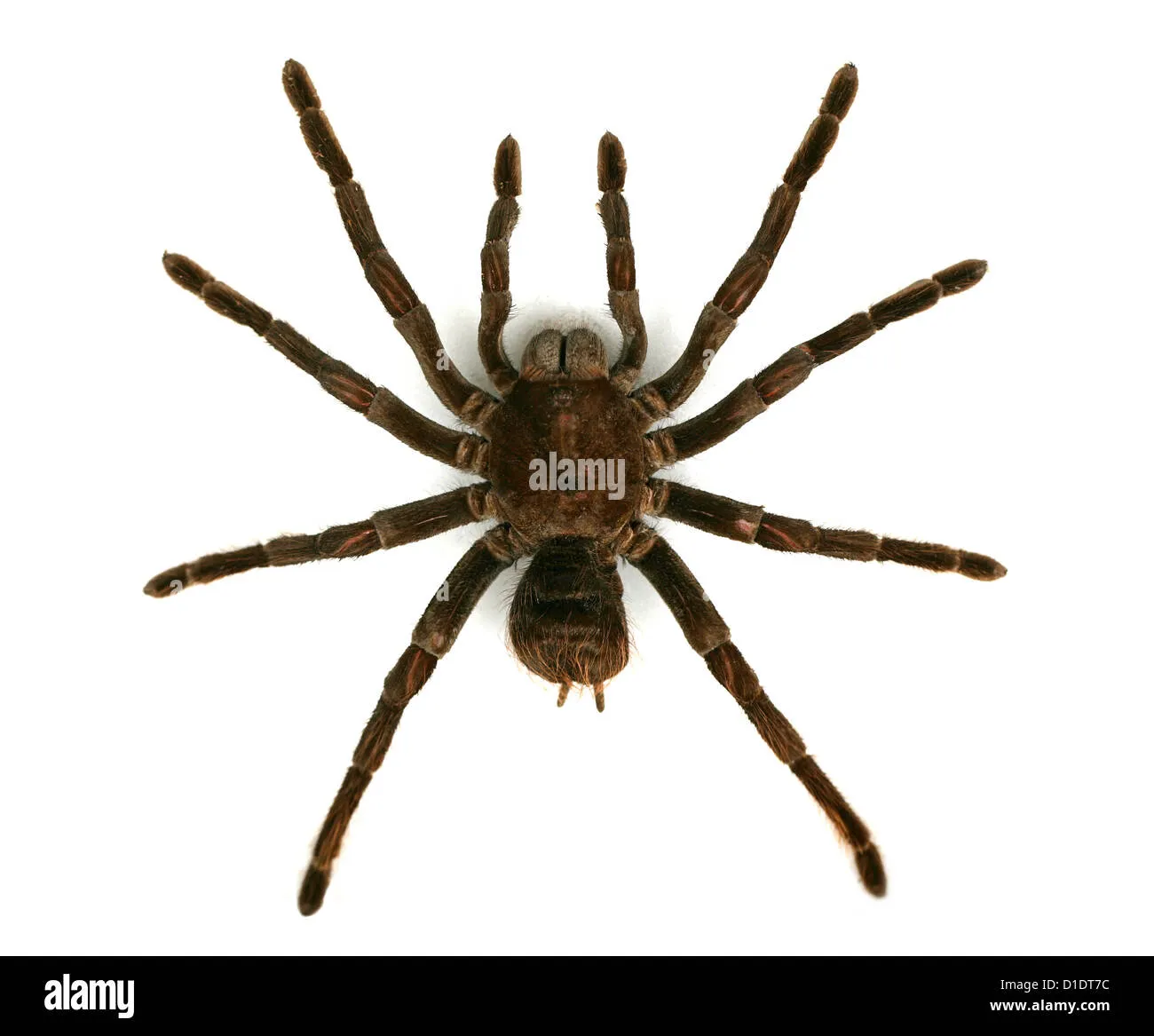 /img/19904-tarantula-nutritional-needs.webp
